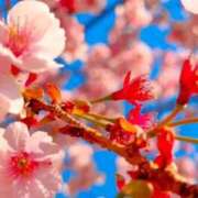 ヒメ日記 2026/03/15 14:00 投稿 ゆの 熟女の風俗最終章 蒲田店