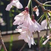 ヒメ日記 2026/04/03 18:50 投稿 ゆの 熟女の風俗最終章 蒲田店