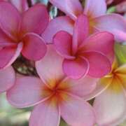 ヒメ日記 2026/04/12 22:20 投稿 ゆの 熟女の風俗最終章 蒲田店