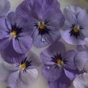 ヒメ日記 2026/04/13 18:31 投稿 ゆの 熟女の風俗最終章 蒲田店