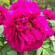 ヒメ日記 2026/04/14 23:20 投稿 ゆの 熟女の風俗最終章 蒲田店