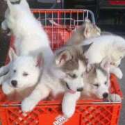 ヒメ日記 2026/04/16 22:50 投稿 ゆの 熟女の風俗最終章 蒲田店