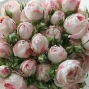 ヒメ日記 2026/04/16 23:00 投稿 ゆの 熟女の風俗最終章 蒲田店