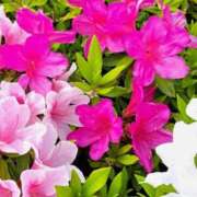 ゆの ありがとう御座いました。 熟女の風俗最終章 蒲田店