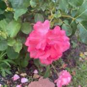 ヒメ日記 2024/12/12 07:04 投稿 浅倉　かのん Oasis(薬研堀)