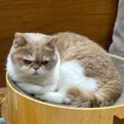 ヒメ日記 2025/10/27 18:04 投稿 浅倉　かのん Oasis(薬研堀)