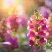 ヒメ日記 2025/04/15 21:09 投稿 むめい 熟女家 十三店