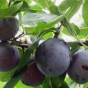 ヒメ日記 2025/09/30 18:06 投稿 むめい 熟女家 十三店