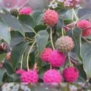 ヒメ日記 2025/11/01 19:19 投稿 むめい 熟女家 十三店