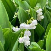 ヒメ日記 2025/11/15 21:32 投稿 むめい 熟女家 十三店