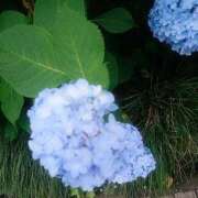 ヒメ日記 2025/06/17 00:19 投稿 まゆ 池袋風俗　池袋いきなりビンビン伝説