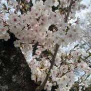 ヒメ日記 2025/04/08 15:18 投稿 らん 小田原人妻城