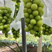 らん お礼だよ♡ 小田原人妻城