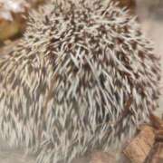 ヒメ日記 2025/03/26 10:04 投稿 なつき 横浜しこたまクリニック