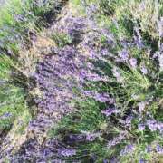 ヒメ日記 2025/07/24 20:53 投稿 なつき 横浜しこたまクリニック