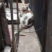 なつき 日曜 横浜しこたまクリニック