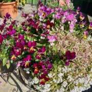 ヒメ日記 2025/03/17 09:27 投稿 咲季 モアグループ所沢人妻城