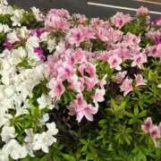 ヒメ日記 2025/05/31 09:03 投稿 さやか しろうと娘　本店