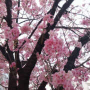 ヒメ日記 2025/03/27 18:55 投稿 るみ 奥鉄オクテツ神奈川店（デリヘル市場グループ）