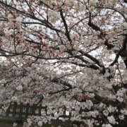 ヒメ日記 2025/04/05 09:50 投稿 るみ 奥鉄オクテツ神奈川店（デリヘル市場グループ）