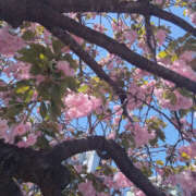 ヒメ日記 2025/04/15 16:35 投稿 るみ 奥鉄オクテツ神奈川店（デリヘル市場グループ）