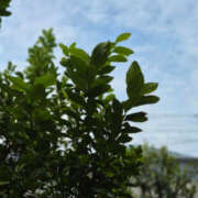 ヒメ日記 2025/10/03 09:55 投稿 るみ 奥鉄オクテツ神奈川店（デリヘル市場グループ）