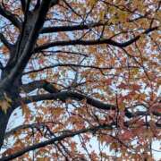 けい 紅葉 奥鉄オクテツ兵庫