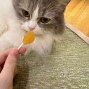 ヒメ日記 2026/01/27 22:37 投稿 八九寺 まよい Canx2京都店