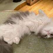 ヒメ日記 2026/02/14 18:47 投稿 八九寺 まよい Canx2京都店