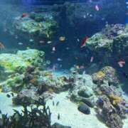 りの ? 横浜シンデレラ（シンデレラグループ）