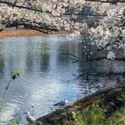 藤澤しのぶ お花見に行ってきました🌸 手コキ研修塾