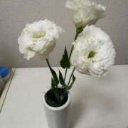 ヒメ日記 2025/01/25 09:54 投稿 星菜 Wonder7 (ワンダー7)