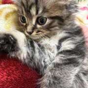 ヒメ日記 2026/03/18 00:51 投稿 めたもん 池袋サンキュー