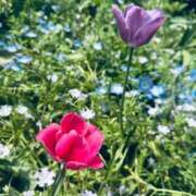 ヒメ日記 2025/04/26 09:57 投稿 かな マリン宮殿雄琴店