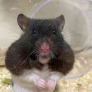 ヒメ日記 2025/05/28 13:17 投稿 かな マリン宮殿雄琴店