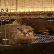 ヒメ日記 2025/06/26 20:17 投稿 かな マリン宮殿雄琴店