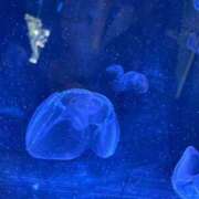 ヒメ日記 2025/07/05 16:27 投稿 かな マリン宮殿雄琴店