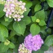 ヒメ日記 2025/06/11 08:55 投稿 香山 熟女の風俗最終章 横浜本店