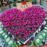 ヒメ日記 2024/12/15 22:49 投稿 福本 熟女の風俗最終章 横浜本店