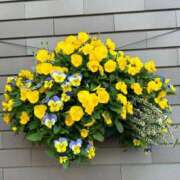 ヒメ日記 2025/02/17 21:14 投稿 福本 熟女の風俗最終章 横浜本店