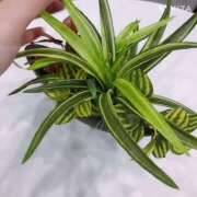 ヒメ日記 2025/01/28 22:04 投稿 七瀬 かえで 快楽園 大阪梅田