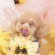 ヒメ日記 2025/09/08 20:42 投稿 もにか スピード日本橋店