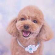 もにか もにか（スピード日本橋店） スピード日本橋店