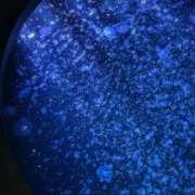 ヒメ日記 2025/09/13 08:36 投稿 ゆま 奥様メモリアル