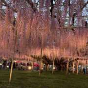 ヒメ日記 2025/04/29 07:24 投稿 心春（こはる） 人妻恋愛サークル