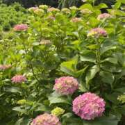 ヒメ日記 2025/06/13 10:14 投稿 心春（こはる） 人妻恋愛サークル