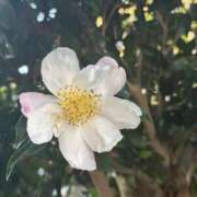 ヒメ日記 2025/11/11 07:30 投稿 心春（こはる） 人妻恋愛サークル