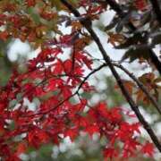 心春（こはる） 丹葉 人妻恋愛サークル