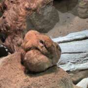 ヒメ日記 2026/01/17 09:30 投稿 心春（こはる） 人妻恋愛サークル