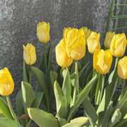 ヒメ日記 2026/02/06 07:20 投稿 心春（こはる） 人妻恋愛サークル